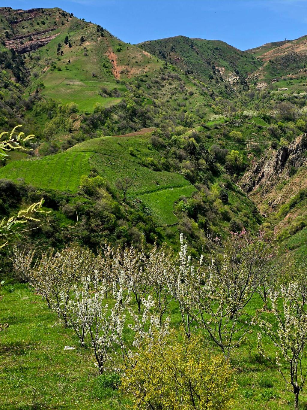 Saiyod: Spring Hills Above&nbsp;Luchob