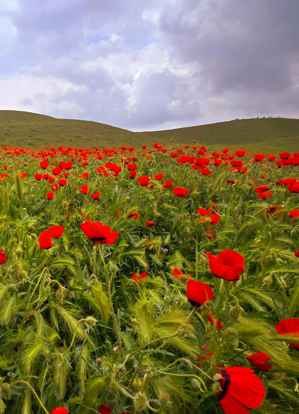 A Sea of Poppies: Wandering the Hills of&nbsp;Danghara